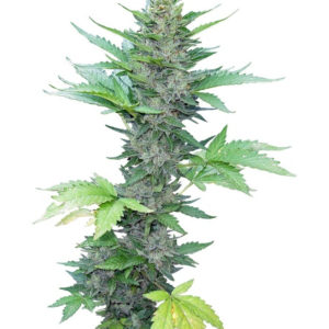 Семена сорта Green Poison F1 Fast Version fem(Sweet Seeds)