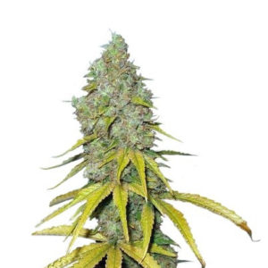 Семена сорта Raspberry Cough regular (Nirvana Seeds)