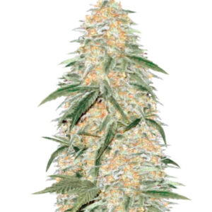 Auto AK-77V fem (Victory Seeds)