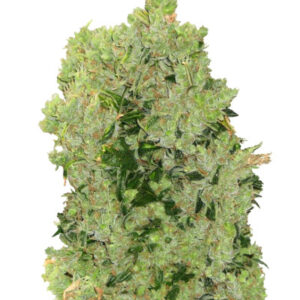 Arjan's Haze #3 fem (GHS)