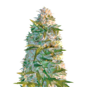 Auto Heaven fem (Victory Seeds)