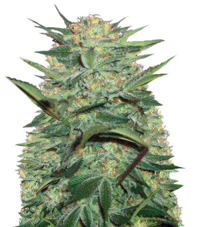 Auto White Widow fem (Victory Seeds)