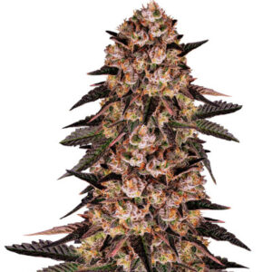 Biscotti Mintz fem (Barney's Farm)