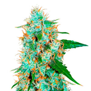 Critical Neville Haze 2.0 fem (Delicious Seeds)