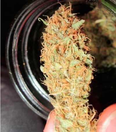 Kali Mist fem (Delicious Seeds)