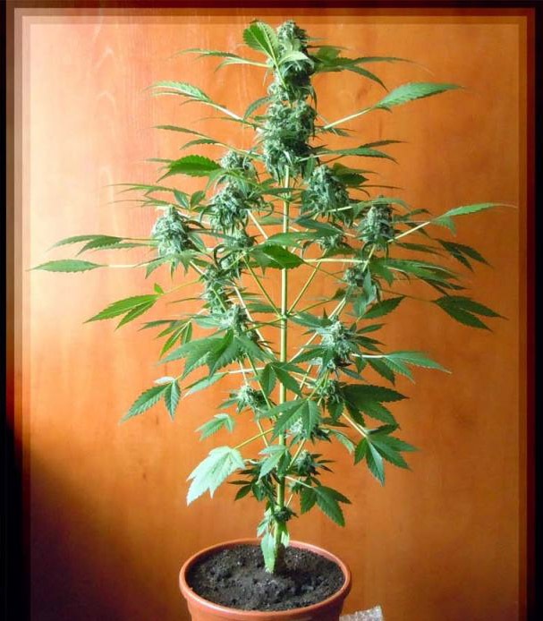 Chronic Ryder auto fem (Doctor’s Choiсe) семена конопли — изображение 4