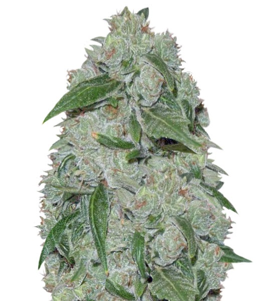Chronic Ryder auto fem (Doctor’s Choiсe) семена конопли
