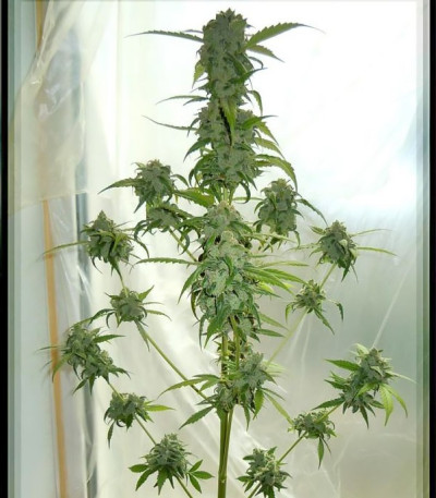 Chronic Ryder auto fem (Doctor’s Choiсe) семена конопли — изображение 3