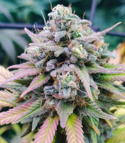 Descojack fem (Delicious Seeds) — изображение 3