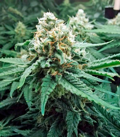 Fruit Punch fem (Heavyweight Seeds) — изображение 2