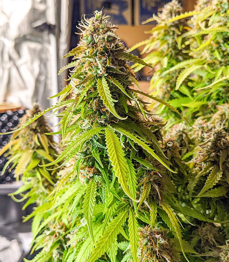 Gorilla Glue Auto fem (Barney's Farm) — изображение 6