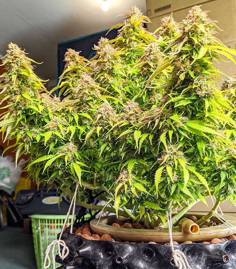 Gorilla Glue Auto fem (Barney's Farm) — изображение 3