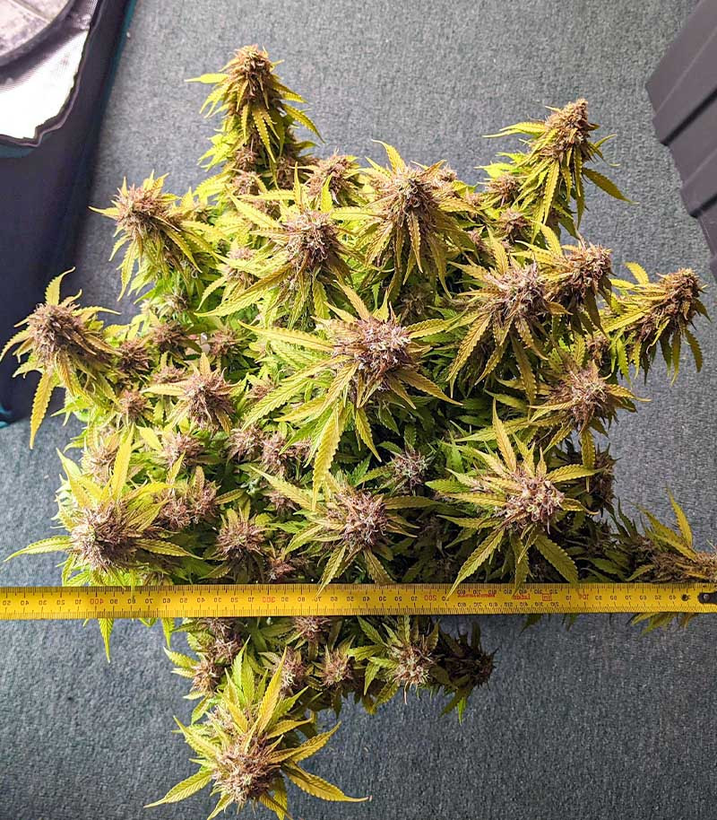 Gorilla Glue Auto fem (Barney's Farm) — изображение 5
