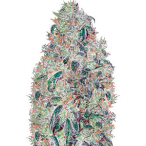 Green Wild Shark fem (Victory Seeds)