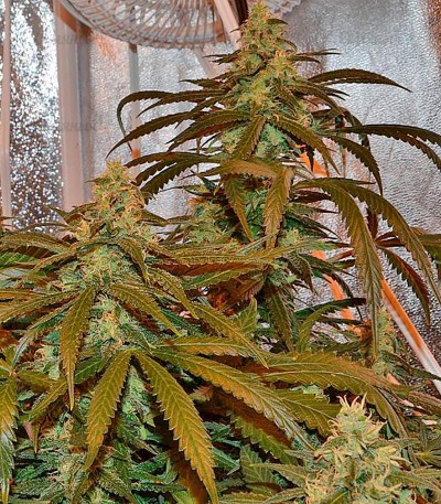 Lemon Cake fem (Heavyweight Seeds) — изображение 4
