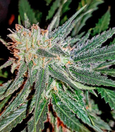 Lemon Cake fem (Heavyweight Seeds) — изображение 2