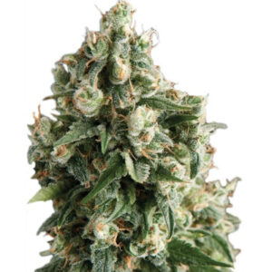 Lennon fem (Pyramid Seeds)