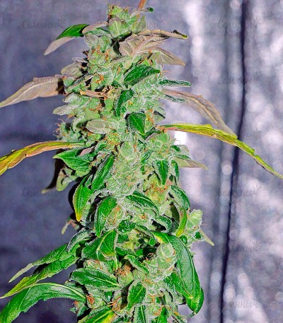 Massive Midget auto fem (Heavyweight Seeds) — изображение 4