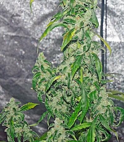Massive Midget auto fem (Heavyweight Seeds) — изображение 3