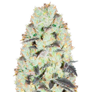 NHL Diesel (NYV Diesel) fem (Victory Seeds)