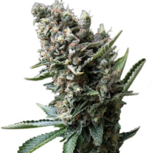 Семена сорта Nefertiti (Pyramid Seeds)