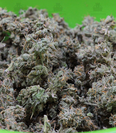 Auto Cheese fem (FastBuds) — изображение 3