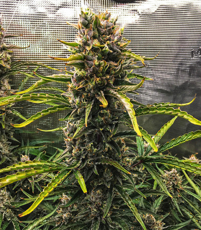 Auto Cheese fem (FastBuds)
