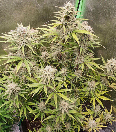 Auto Cheese fem (FastBuds) — изображение 4