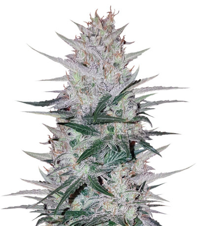 Peyote Cookies fem (Barney's Farm)