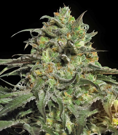 Peyote Cookies fem (Barney's Farm) — изображение 4
