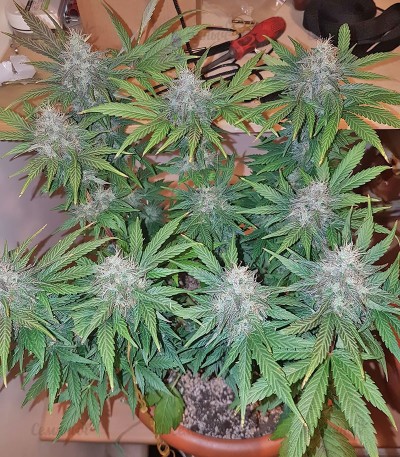 Peyote Cookies fem (Barney's Farm) — изображение 3