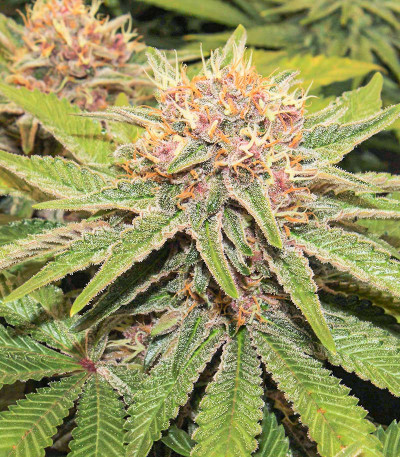 Purple Punch fem (Barney's Farm) — изображение 5