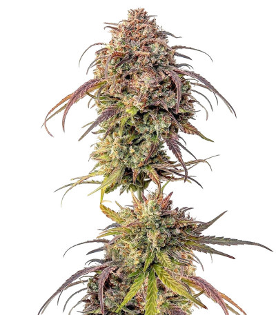 Purple Punch fem (Barney's Farm)
