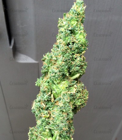 Turbo Bud auto fem (Heavyweight Seeds) — изображение 2