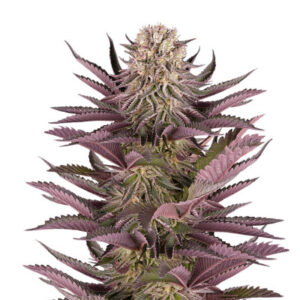 Mimosa X Orange Punch fem (Barney's Farm)