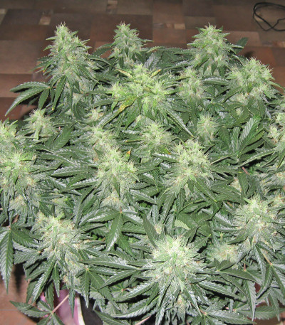 Ogre Auto fem (Doctor’s Choiсe) семена конопли — изображение 6