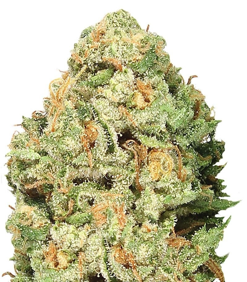 Fruit Punch fem (Heavyweight Seeds)