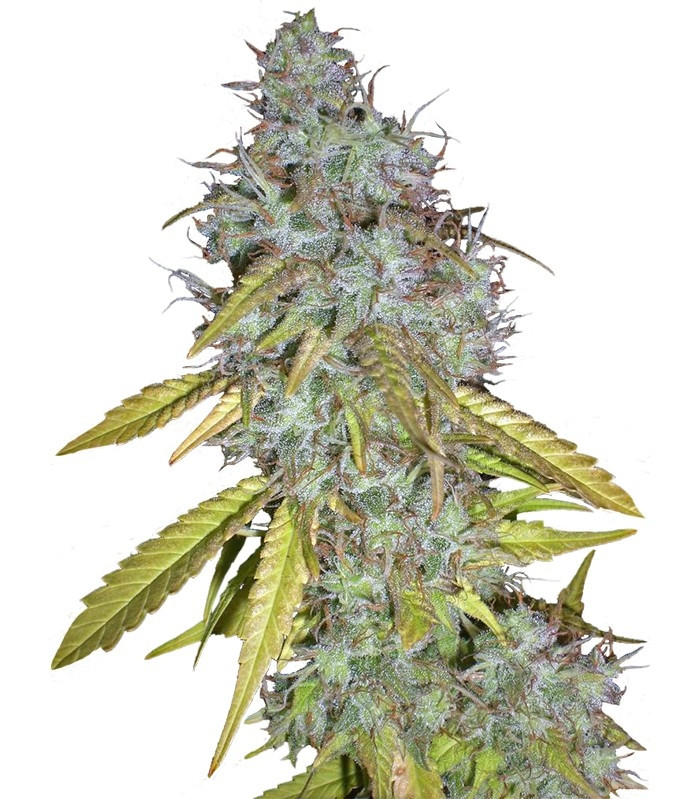 Семена сорта Red Cherry Berry fem (Barney's Farm)