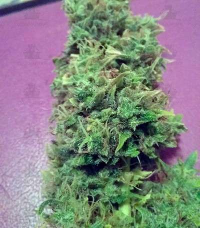 Сорт + Speed Auto fem (Sweet Seeds) — изображение 3