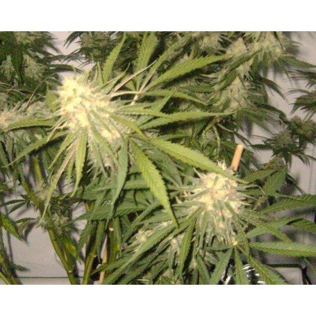 Семена сорта Afghan Kush Special fem (World of Seeds) — изображение 3