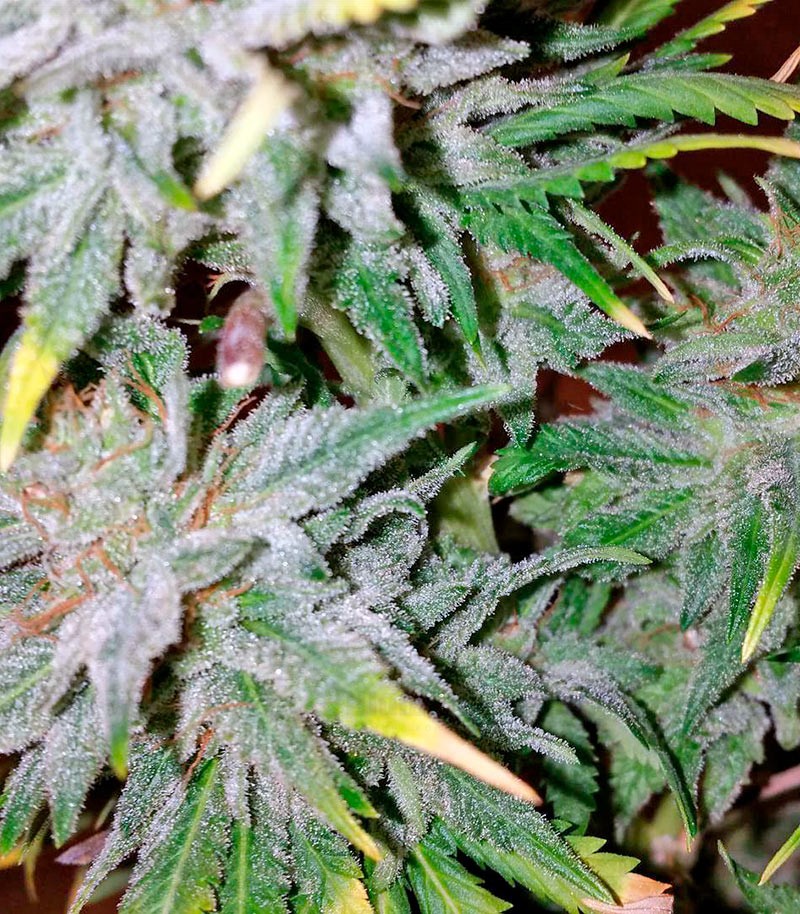 Семена сорта Afghan Kush Special fem (World of Seeds) — изображение 4