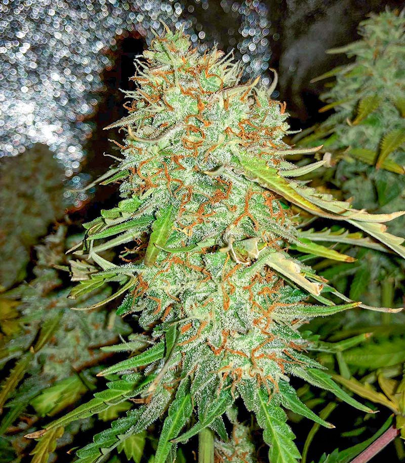 Семена сорта Auto Gorilla Blue fem (Advanced Seeds) — изображение 3