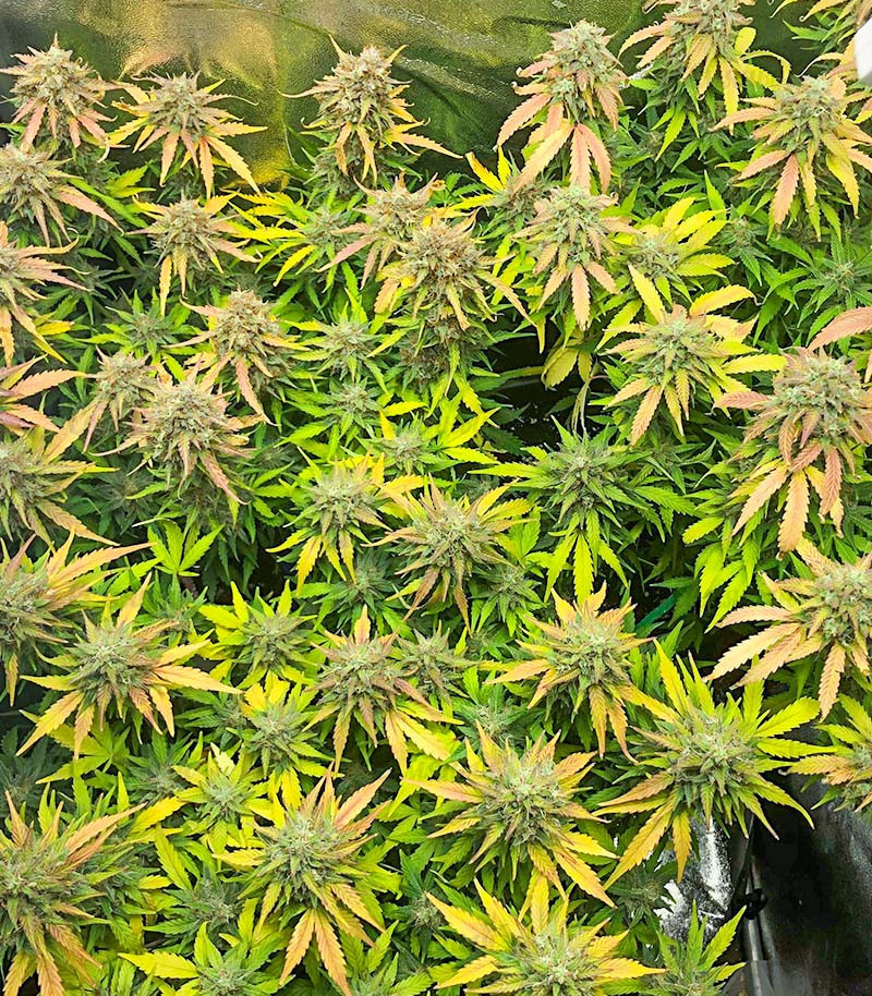 Семена сорта Auto Gorilla Blue fem (Advanced Seeds) — изображение 2