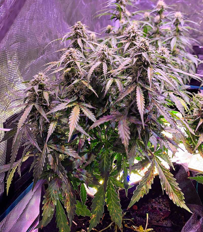Auto Gorilla fem (00 Seeds) — изображение 3