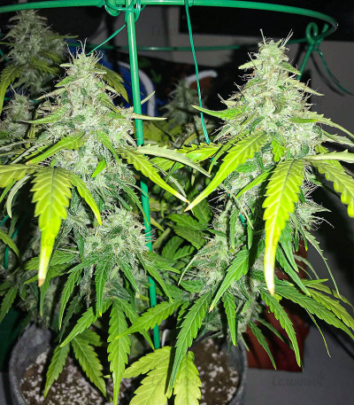 Auto Gorilla fem (00 Seeds) — изображение 4