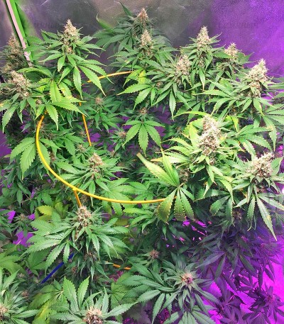 Семена сорта Blackberry fem (Nirvana Seeds) — изображение 4