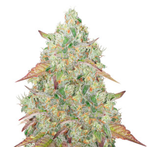 Grandmommy Purple auto fem (Herbies Seeds)