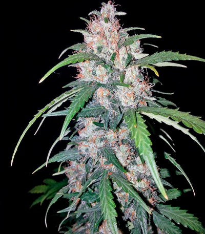 Семена сорта Cheese Berry (Hashchis Berry) fem (00 Seeds) — изображение 2