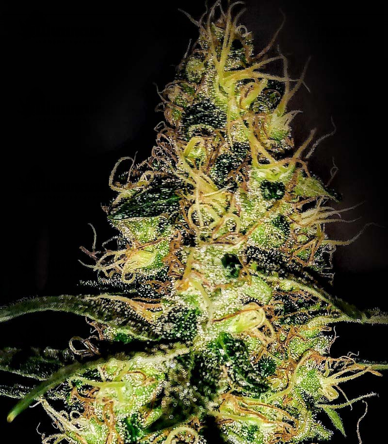 Семена сорта OG Kush S.F.V. fem (Advanced Seeds) — изображение 2