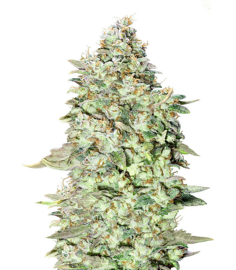 Семена сорта OG Kush S.F.V. fem (Advanced Seeds)